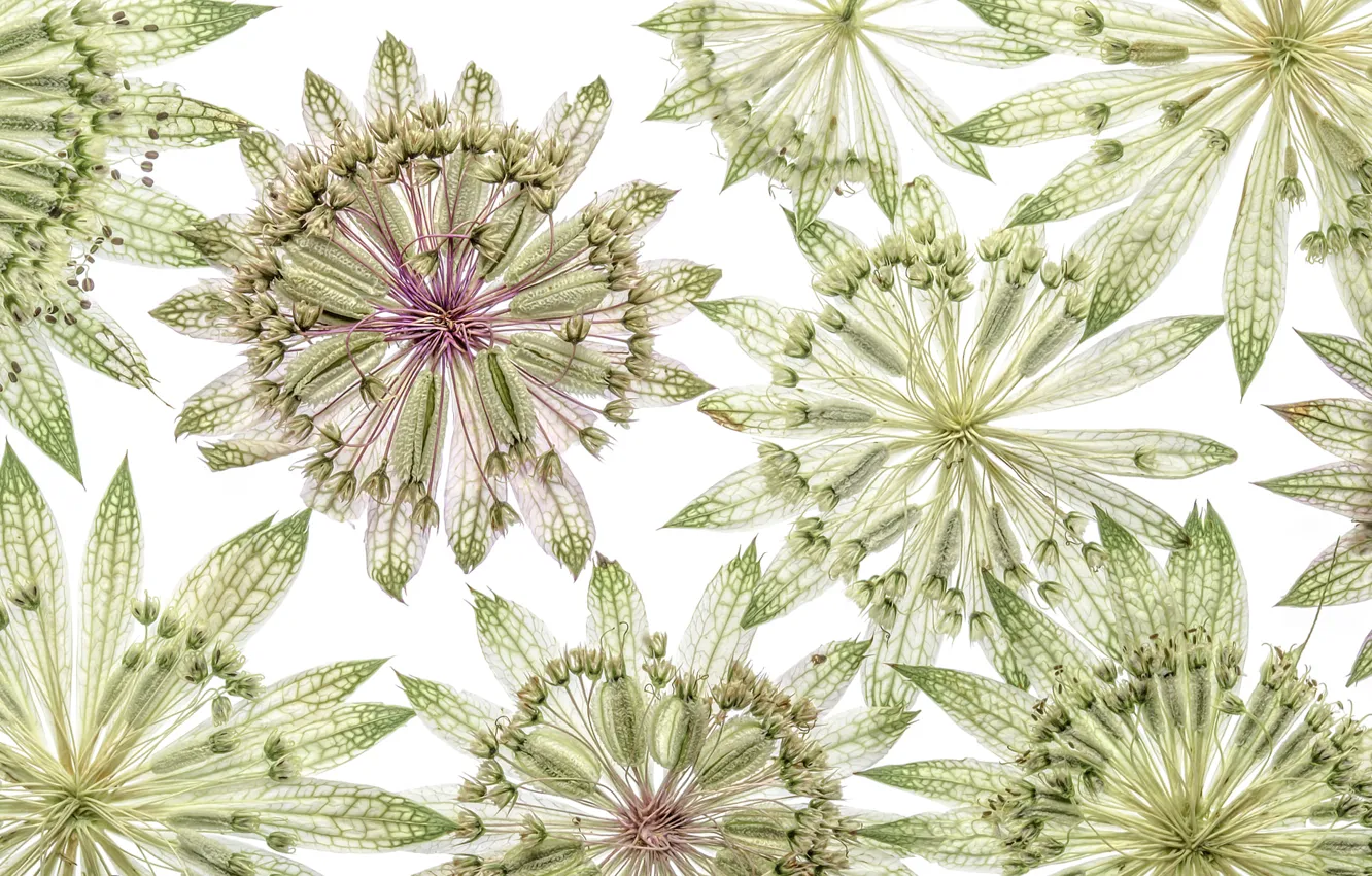 Photo wallpaper flowers, pattern, petals