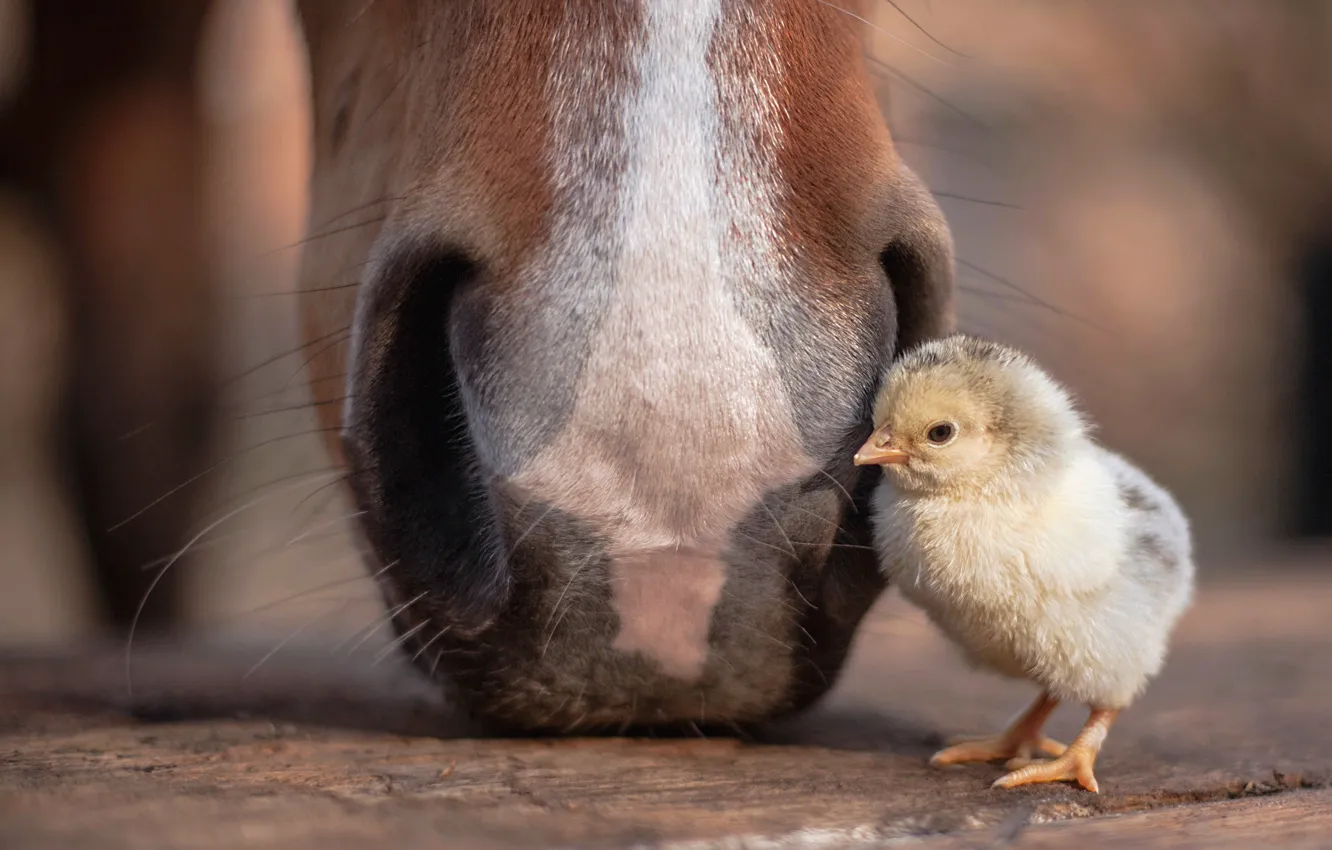 Photo wallpaper nature, horse, chickens