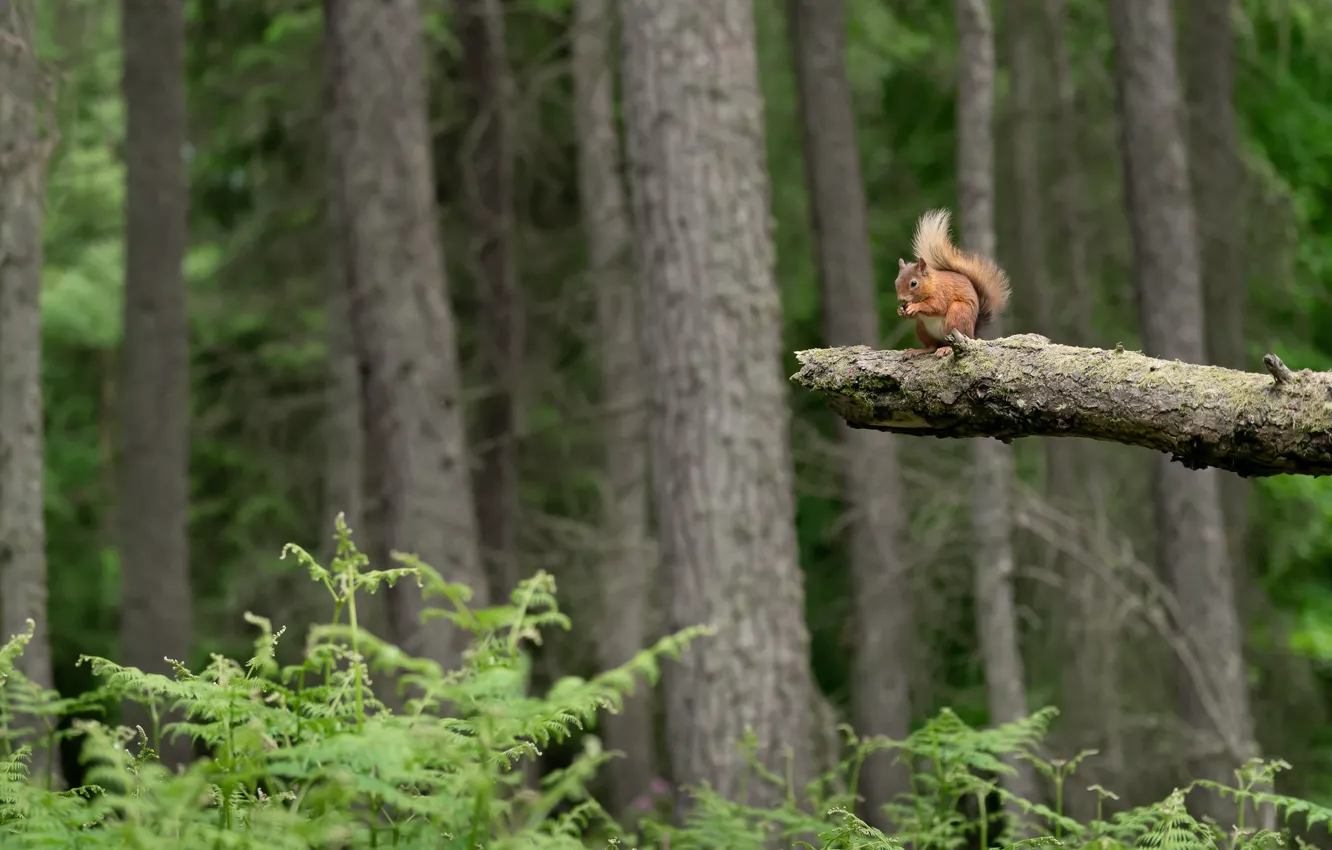 Photo wallpaper forest, trees, protein