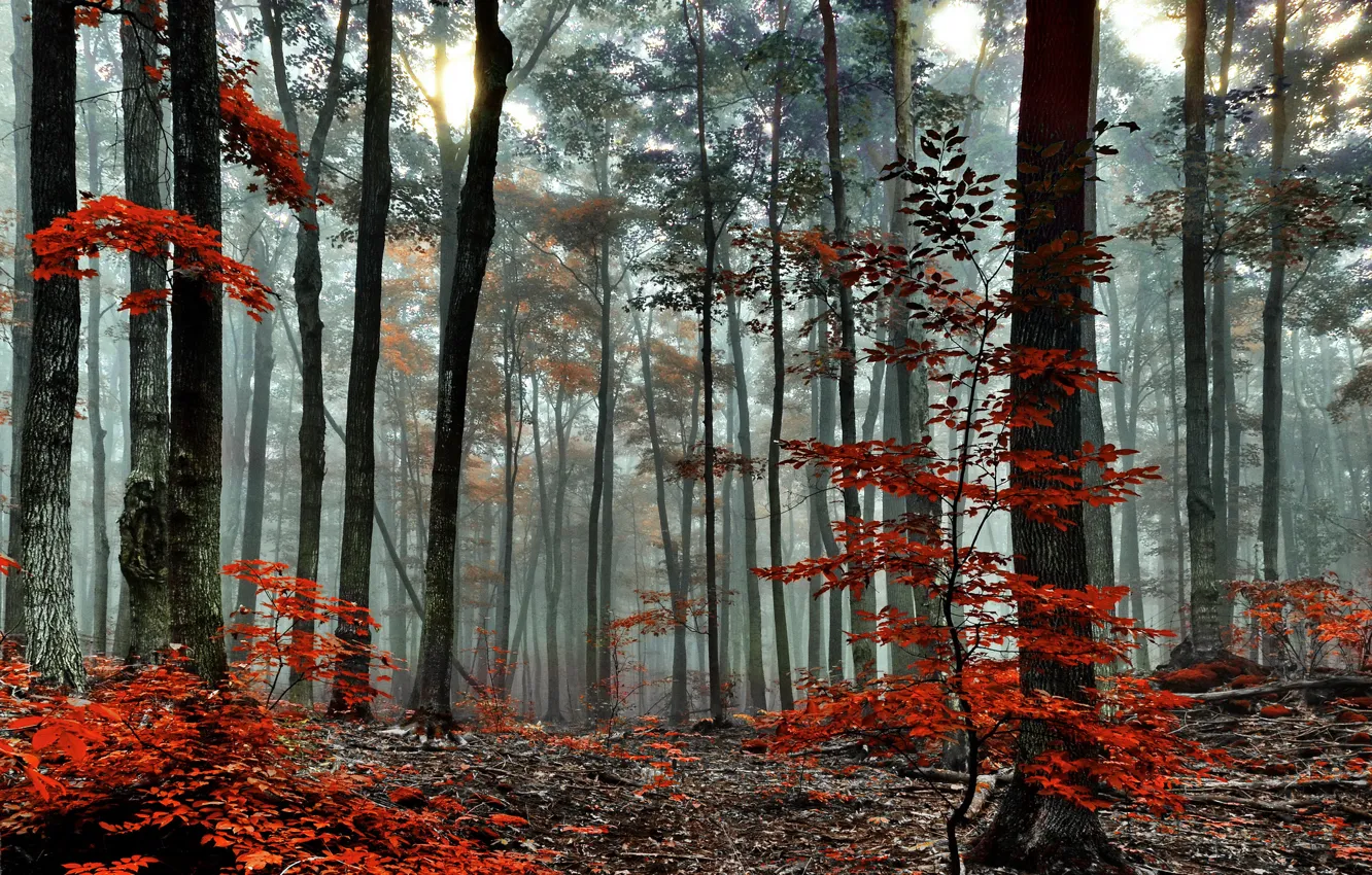 Photo wallpaper autumn, forest, trees, fog, morning