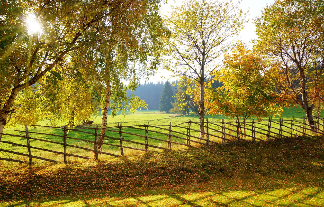 Photo wallpaper autumn, trees, the fence