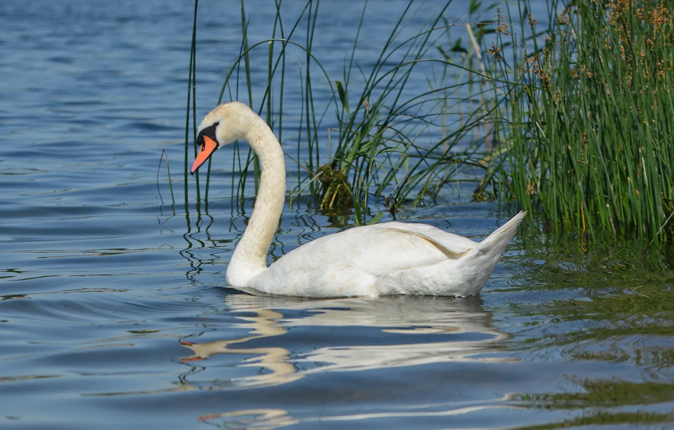 Photo wallpaper grass, look, water, lake, bird, Swan
