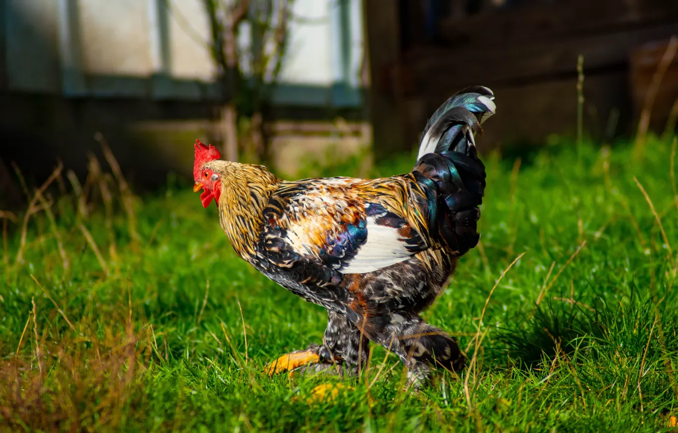 Photo wallpaper greens, grass, nature, bird, glade, yard, bokeh, cock