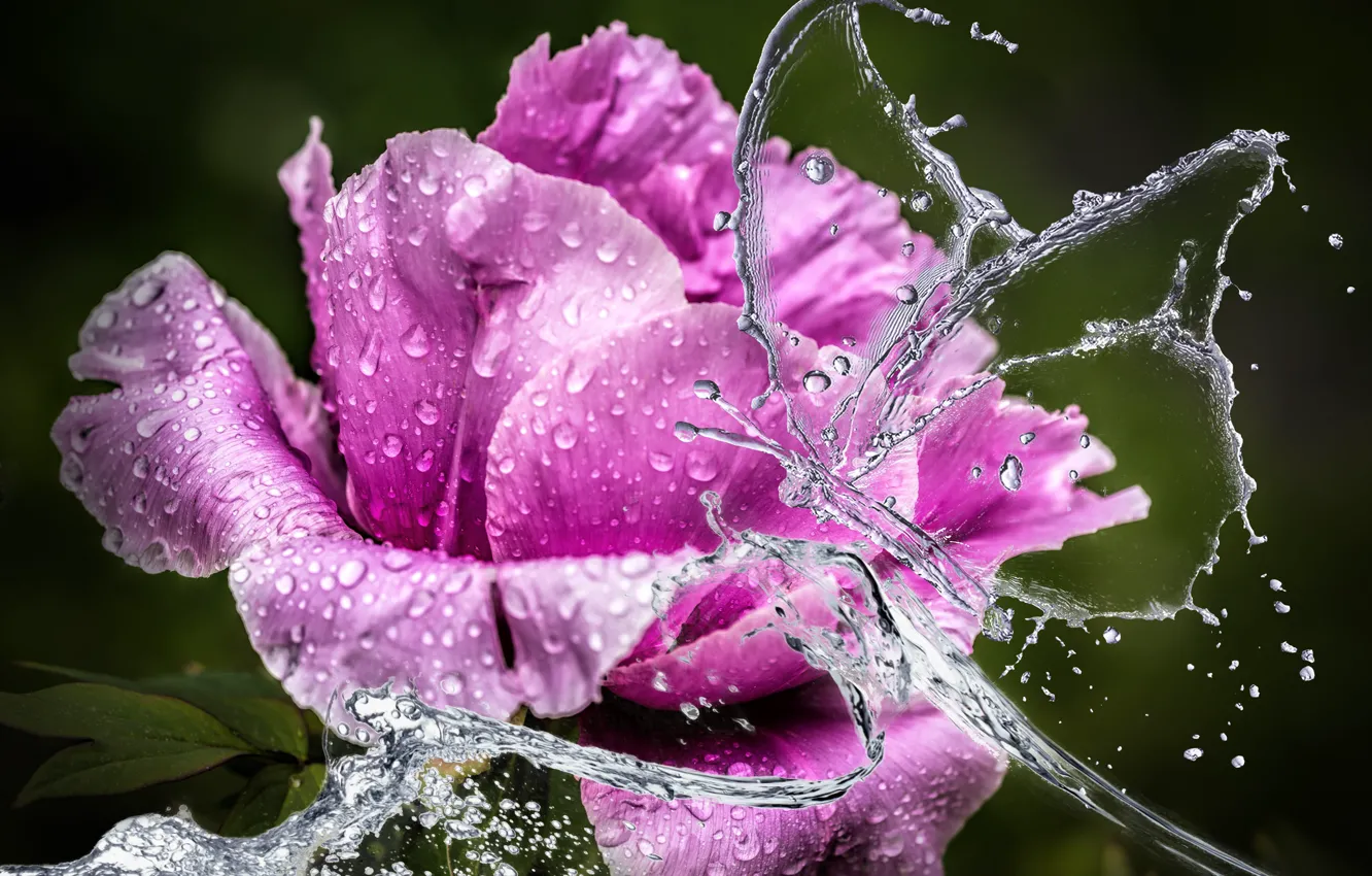 Photo wallpaper water, drops, flowers, squirt, close-up, background, treatment, petals