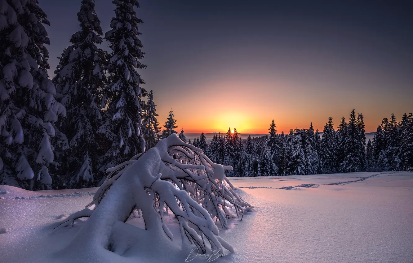Photo wallpaper winter, the sun, snow, trees, sunset, nature, the evening, ate
