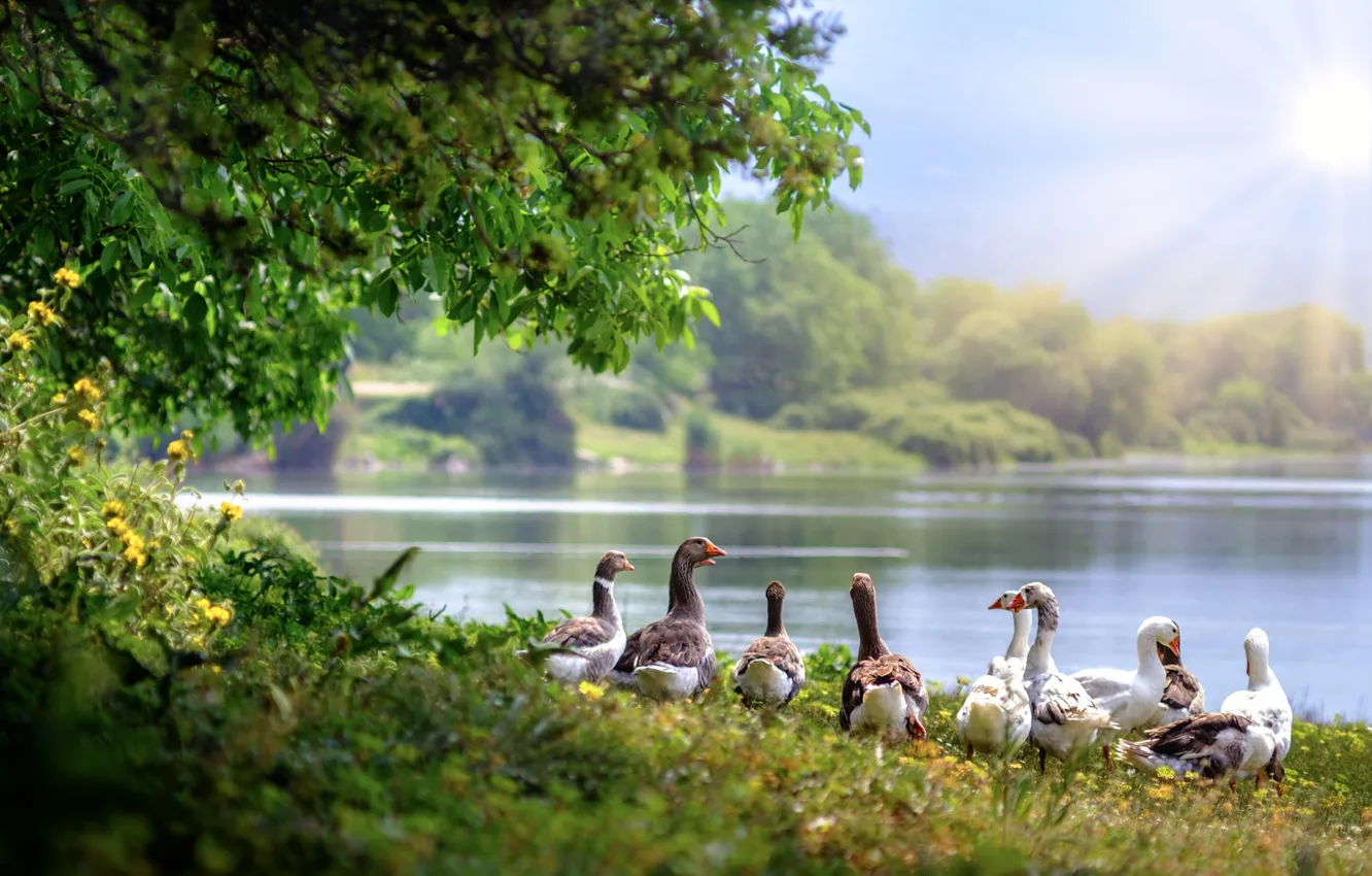 Photo wallpaper greens, summer, the sky, grass, look, the sun, trees, branches