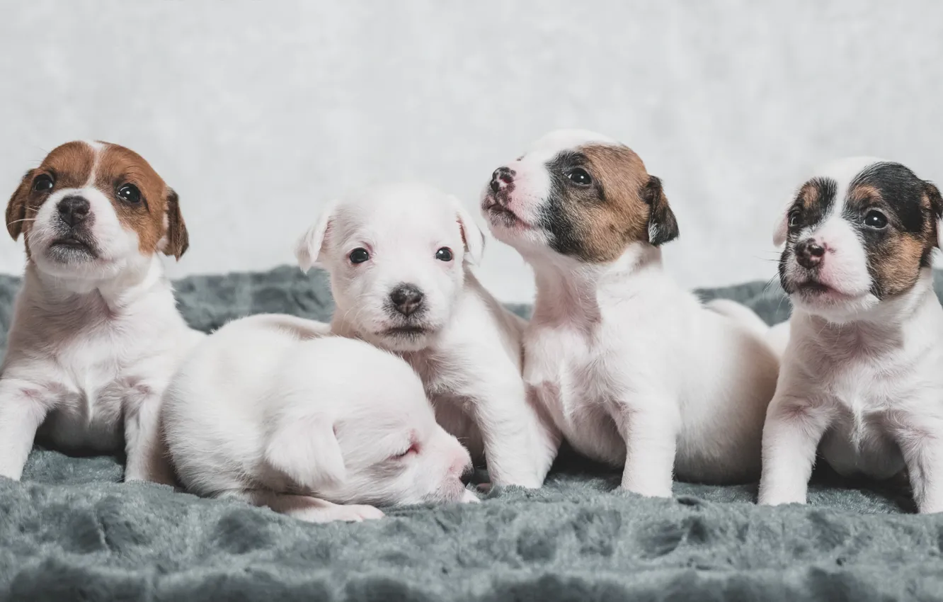 Photo wallpaper comfort, home, dog, puppy