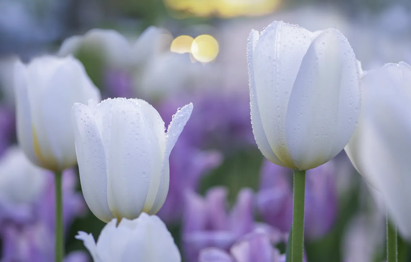 Photo wallpaper tulips, white, buds