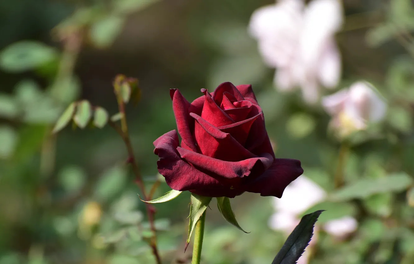 Photo wallpaper flowers, red, background, roses, buds, Burgundy, bokeh, dark red
