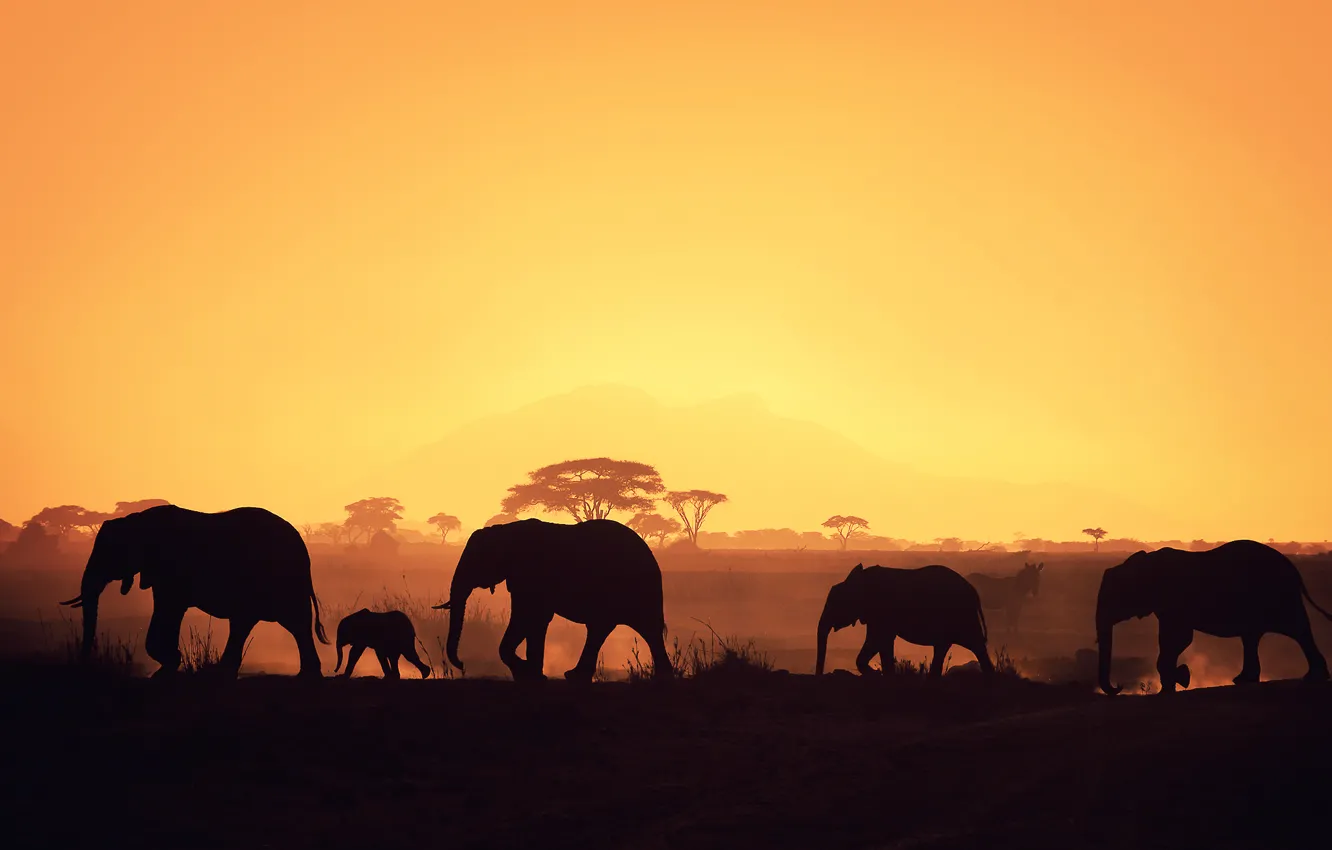 Photo wallpaper Africa, elephants, silhouettes