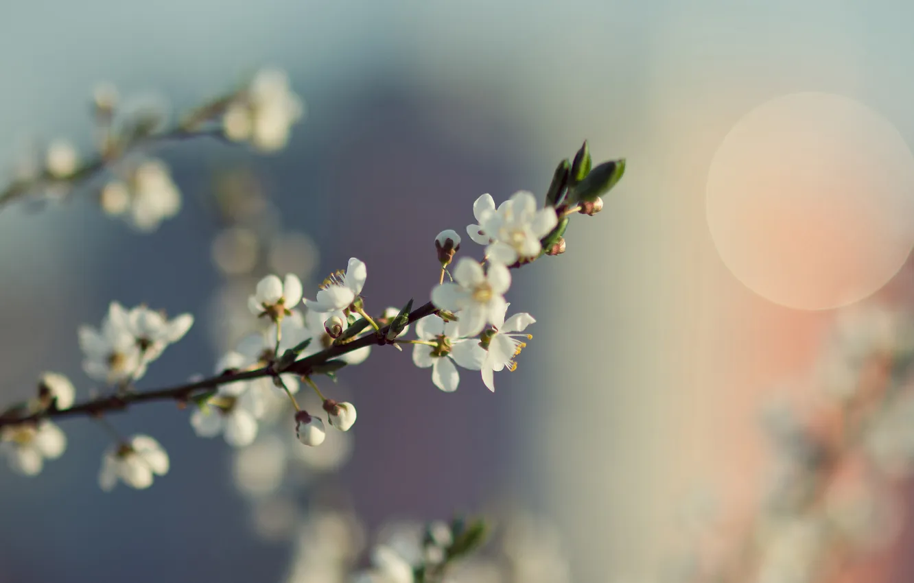 Photo wallpaper flower, macro, nature