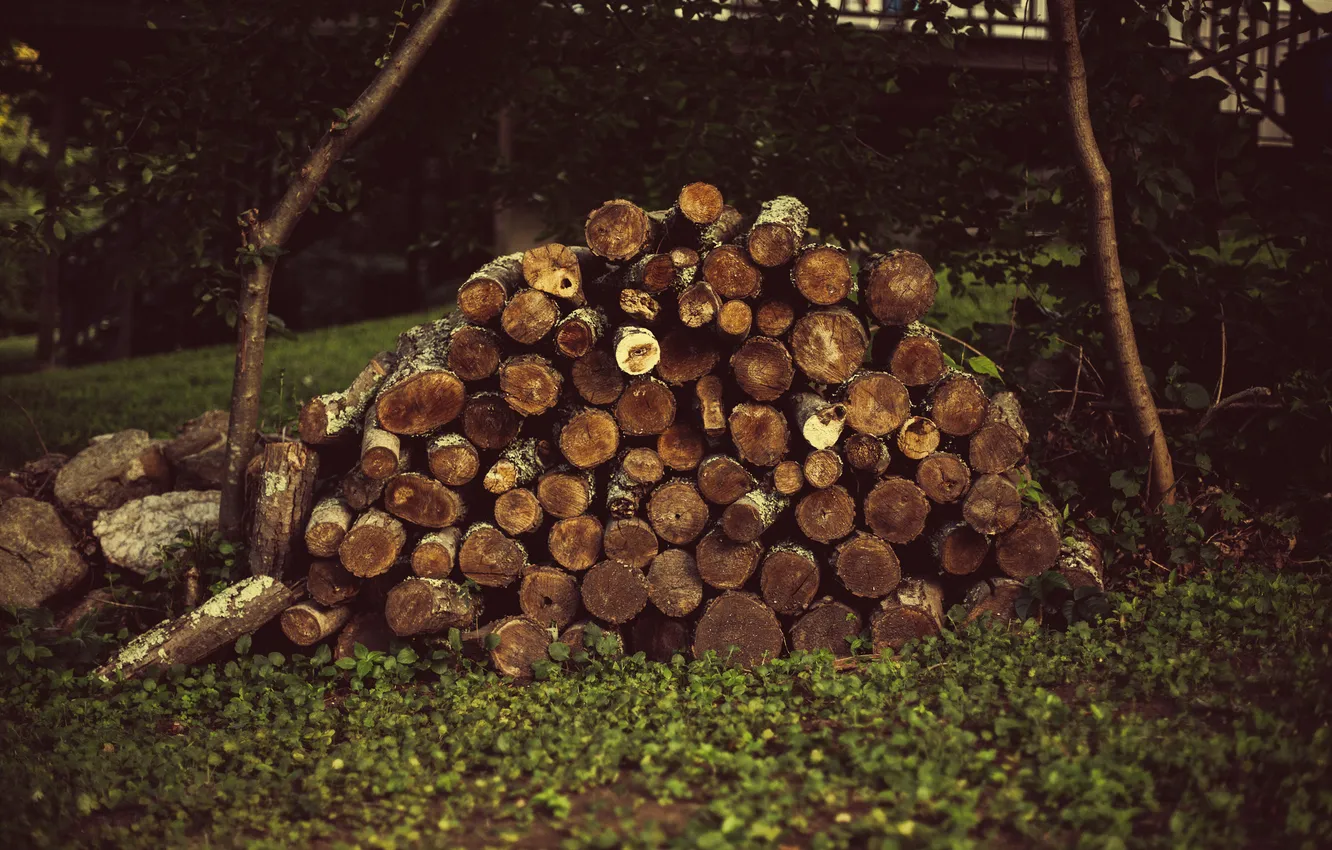 Photo wallpaper grass, trees, wood