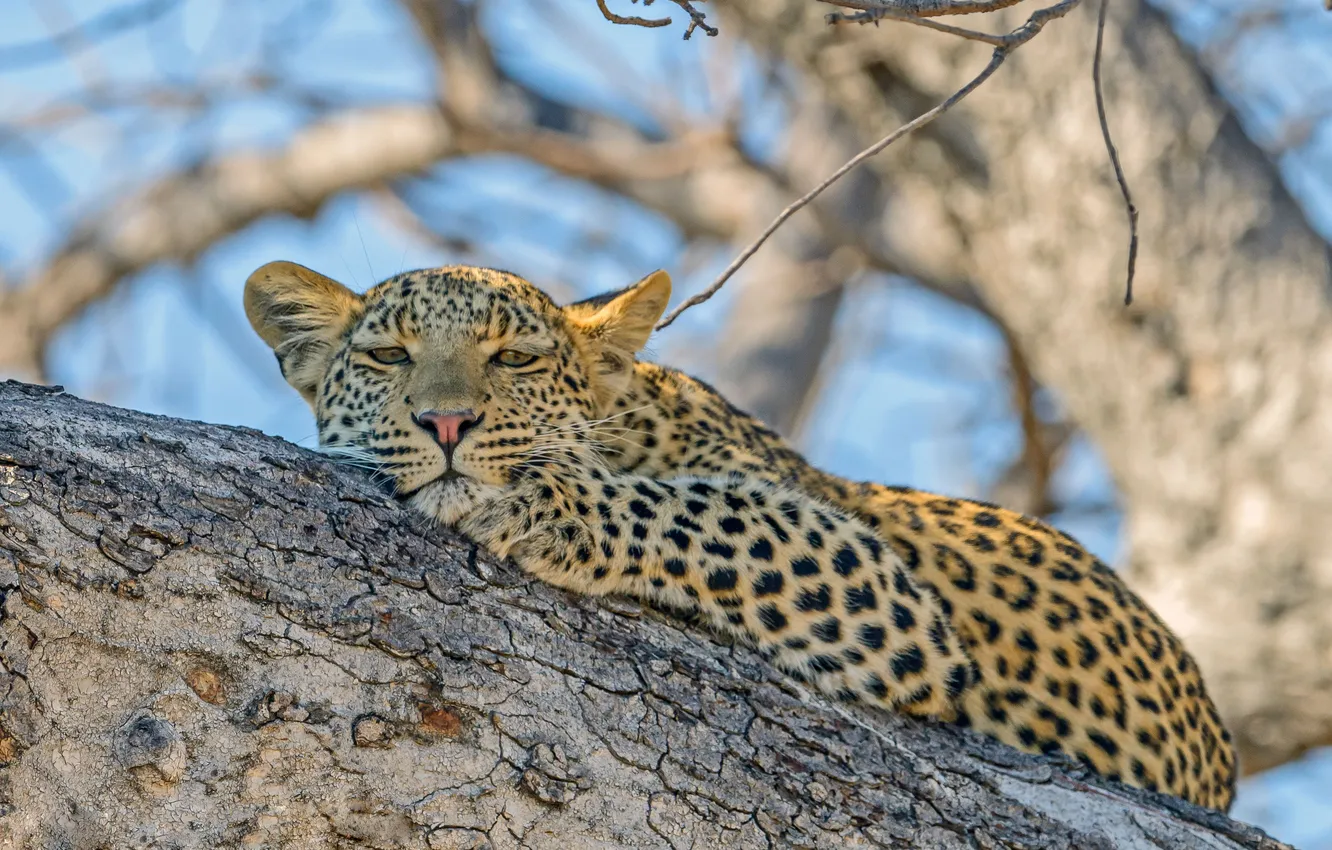 Photo wallpaper tree, leopard, wildlife, lazy