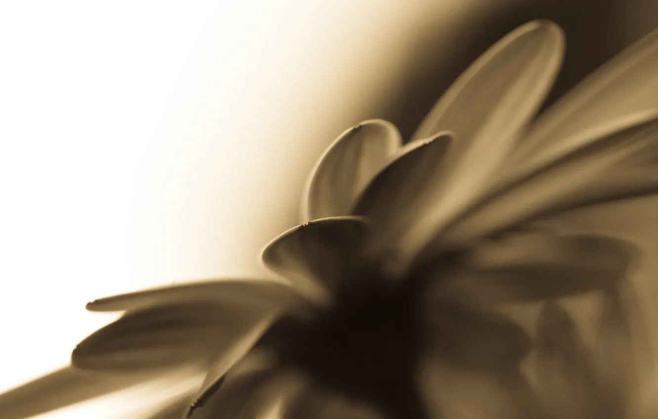 Photo wallpaper macro, flowers, photo, Wallpaper for desktop