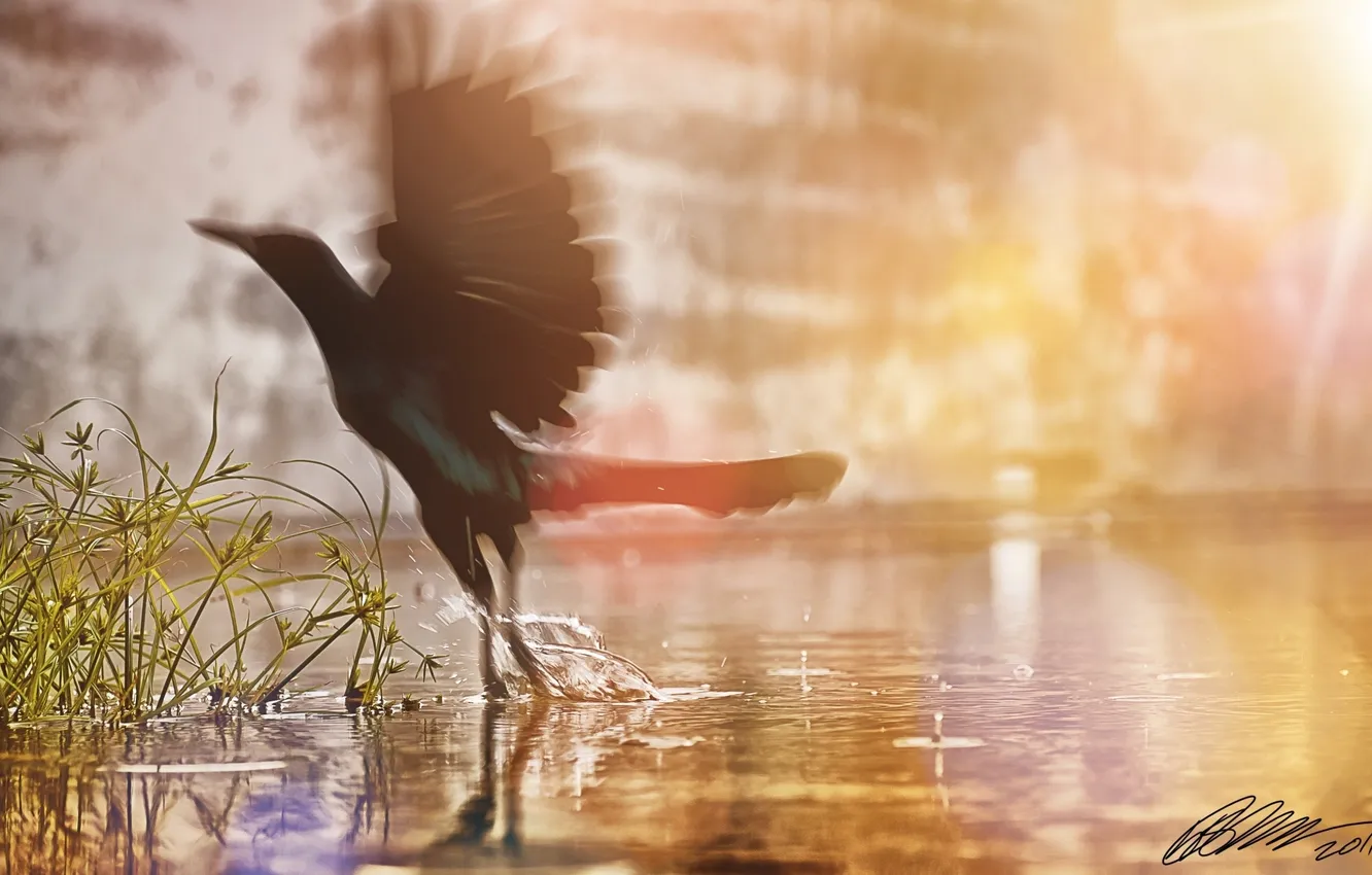 Photo wallpaper grass, water, the sun, squirt, wings, bird, bird
