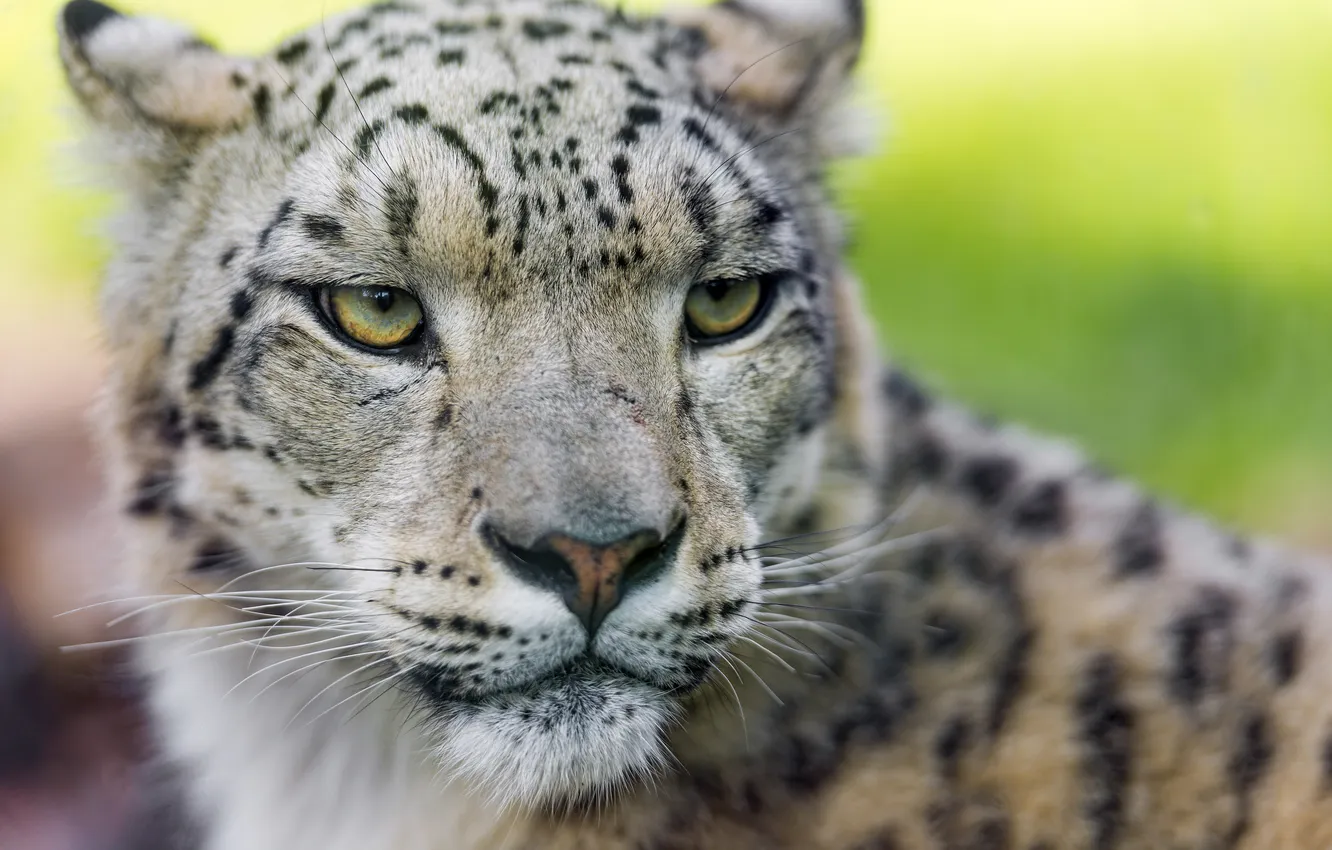 Photo wallpaper cat, look, face, IRBIS, snow leopard, ©Tambako The Jaguar