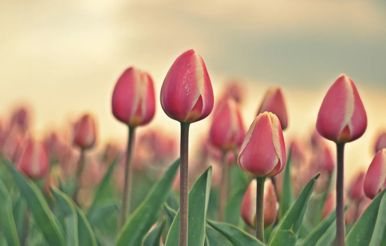 Photo wallpaper flowers, nature, tulips