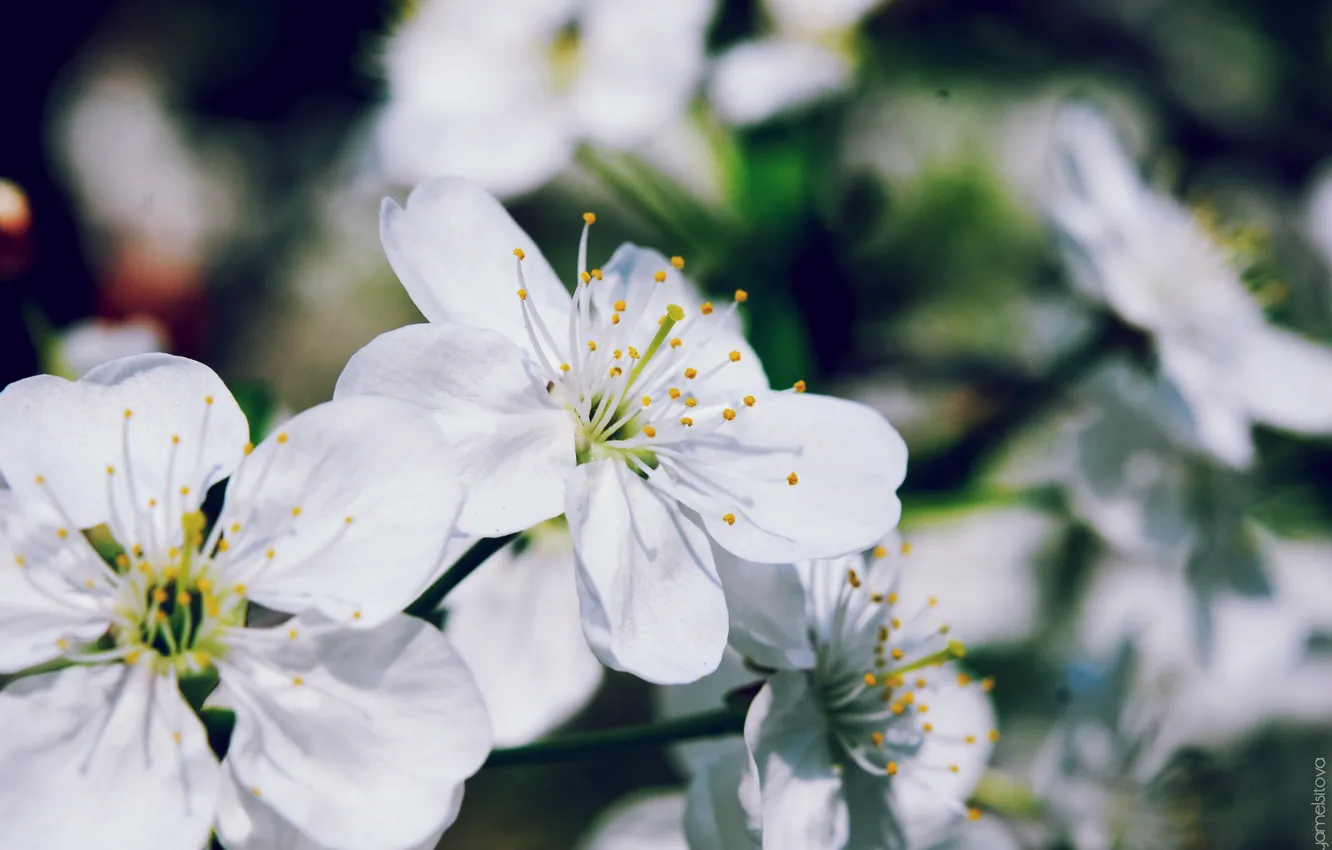 Photo wallpaper flowers, cherry, spring