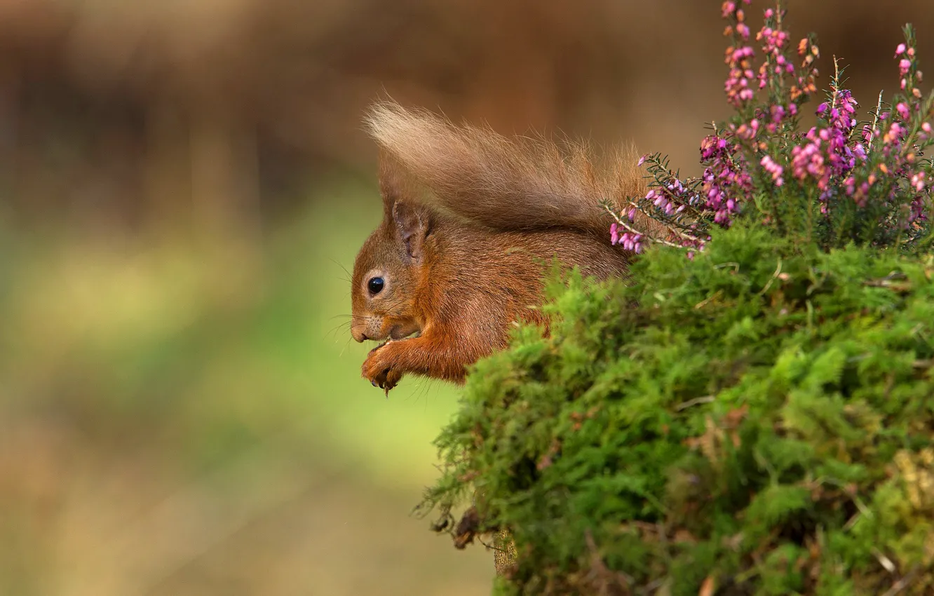 Photo wallpaper nature, background, protein, squirrel, Heather