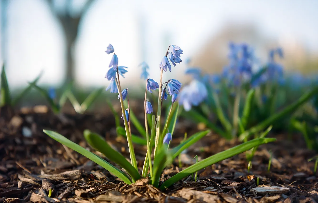Photo wallpaper macro, flowers, nature