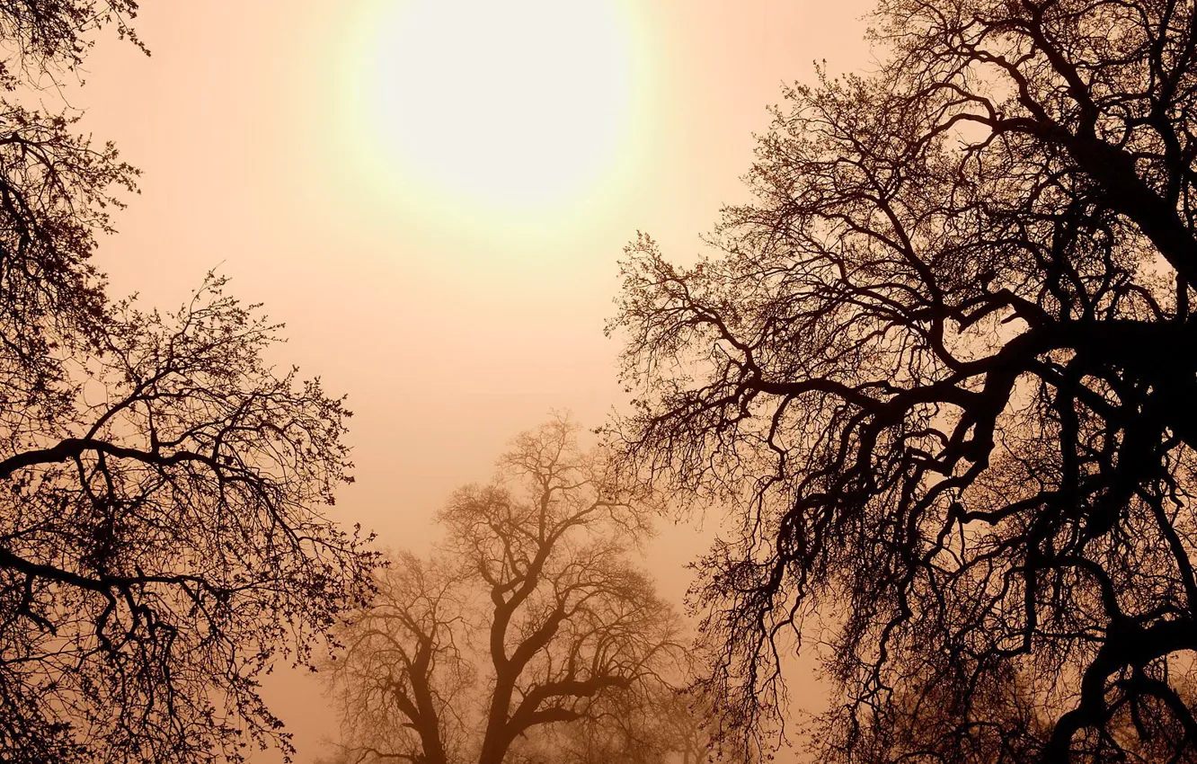 Photo wallpaper the sun, trees, branches