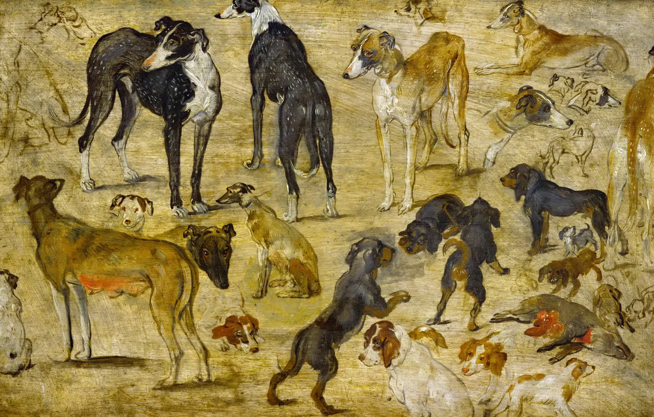Photo wallpaper animals, picture, Jan Brueghel the elder, Sketches Of Dogs