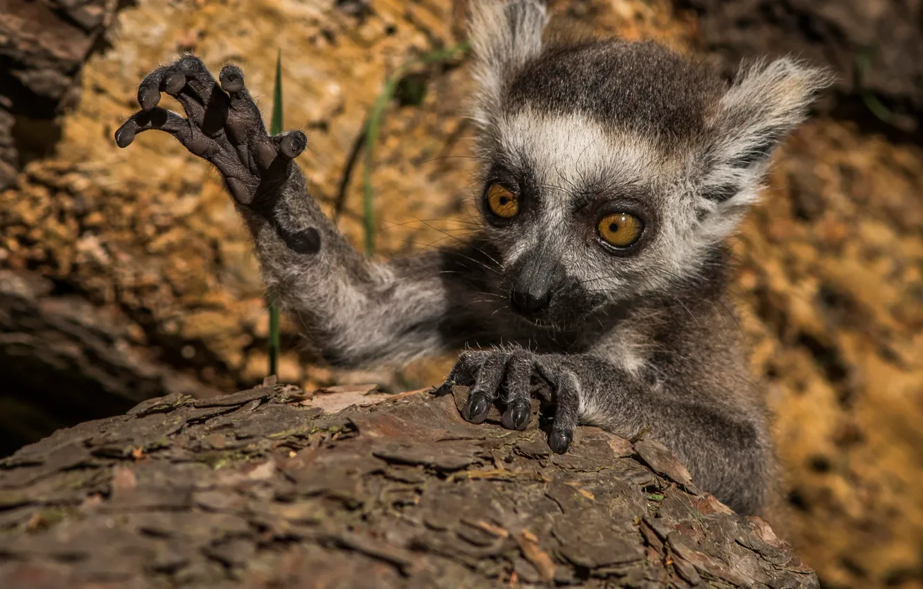 Photo wallpaper paws, cub, face, a ring-tailed lemur, Katta