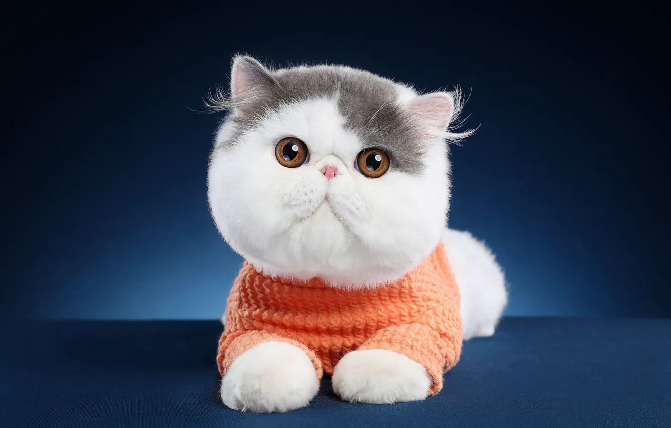 Photo wallpaper cat, cat, look, pose, background, muzzle, lies, blouse