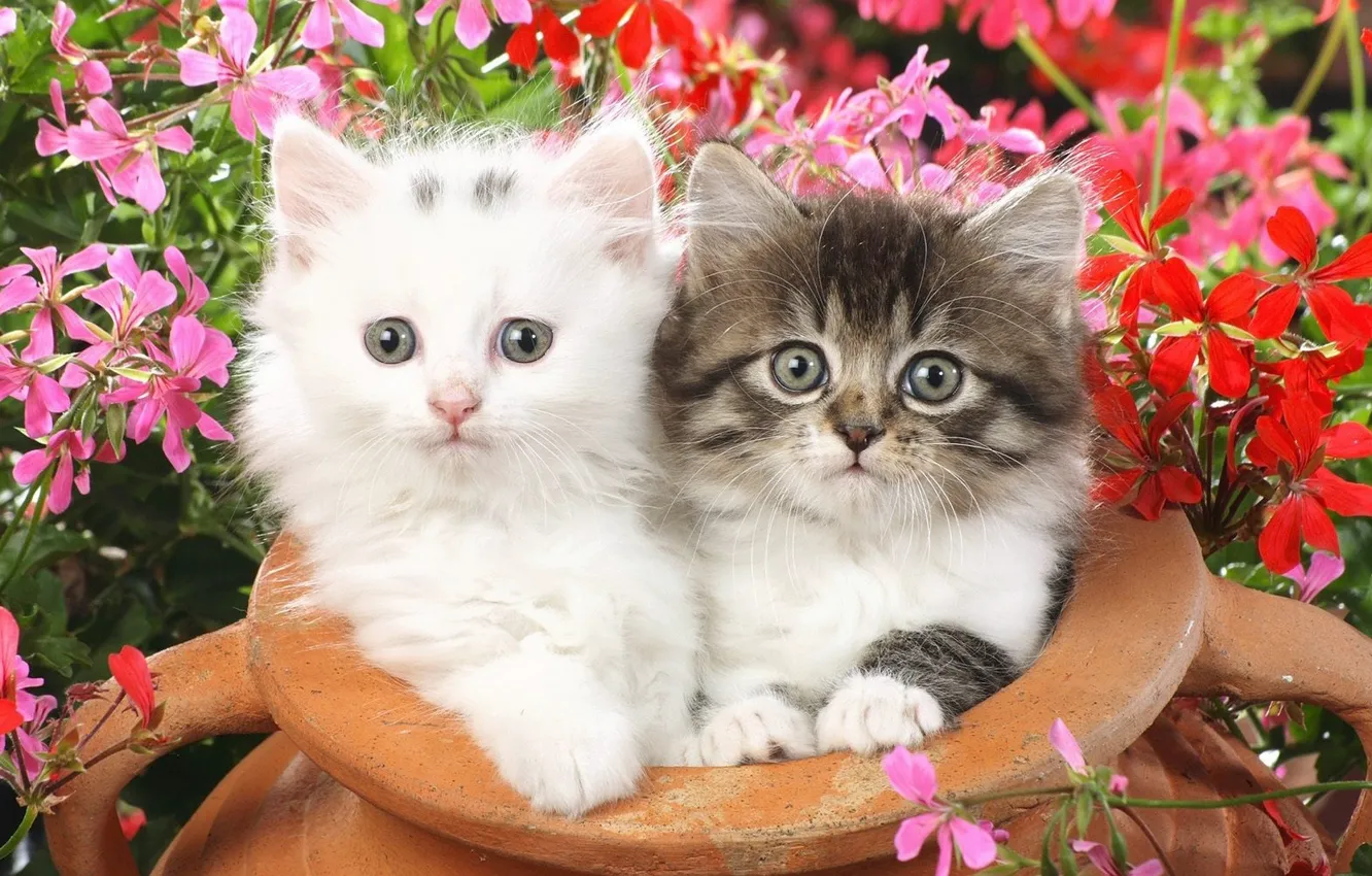 Photo wallpaper flowers, Kittens, small, fluffy