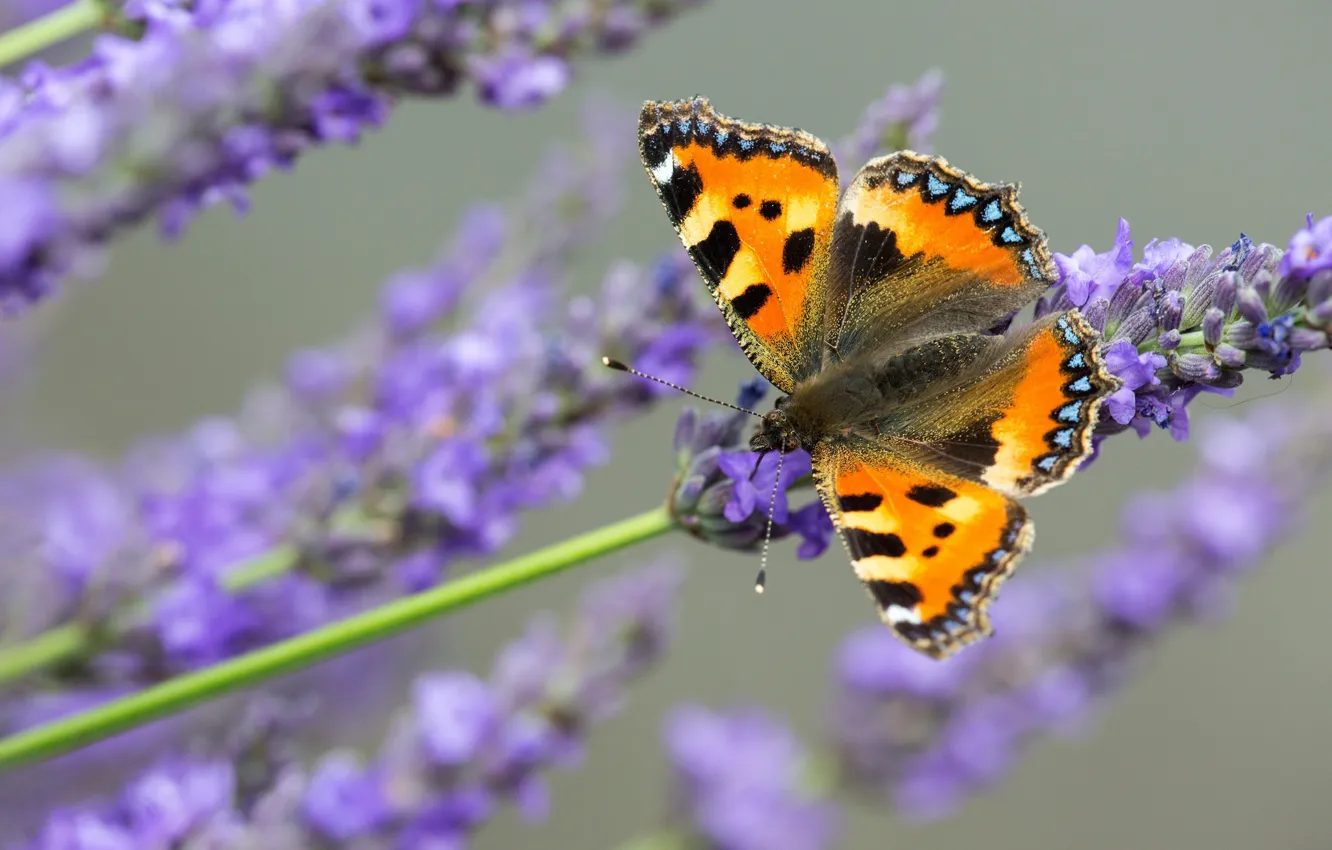 Photo wallpaper macro, butterfly, lavender, animal