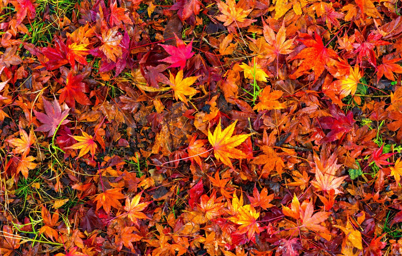 Photo wallpaper autumn, leaves, background, colorful, red, maple, background, autumn