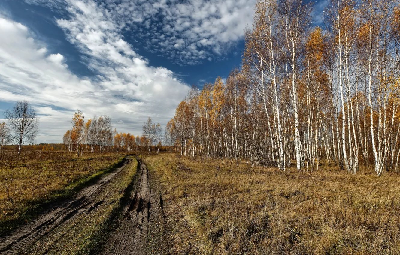 Photo wallpaper road, field, birch, grove