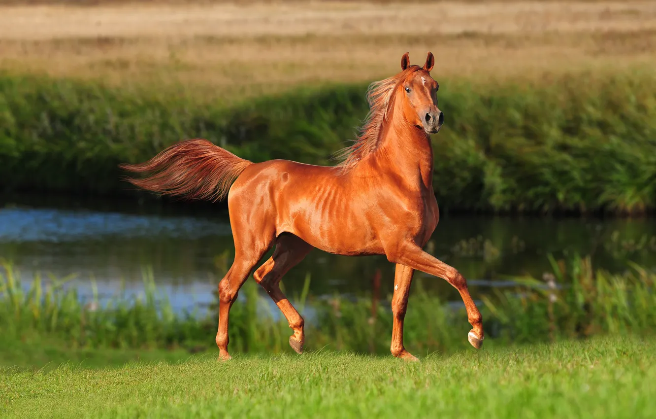 Photo wallpaper field, summer, grass, look, face, nature, river, background