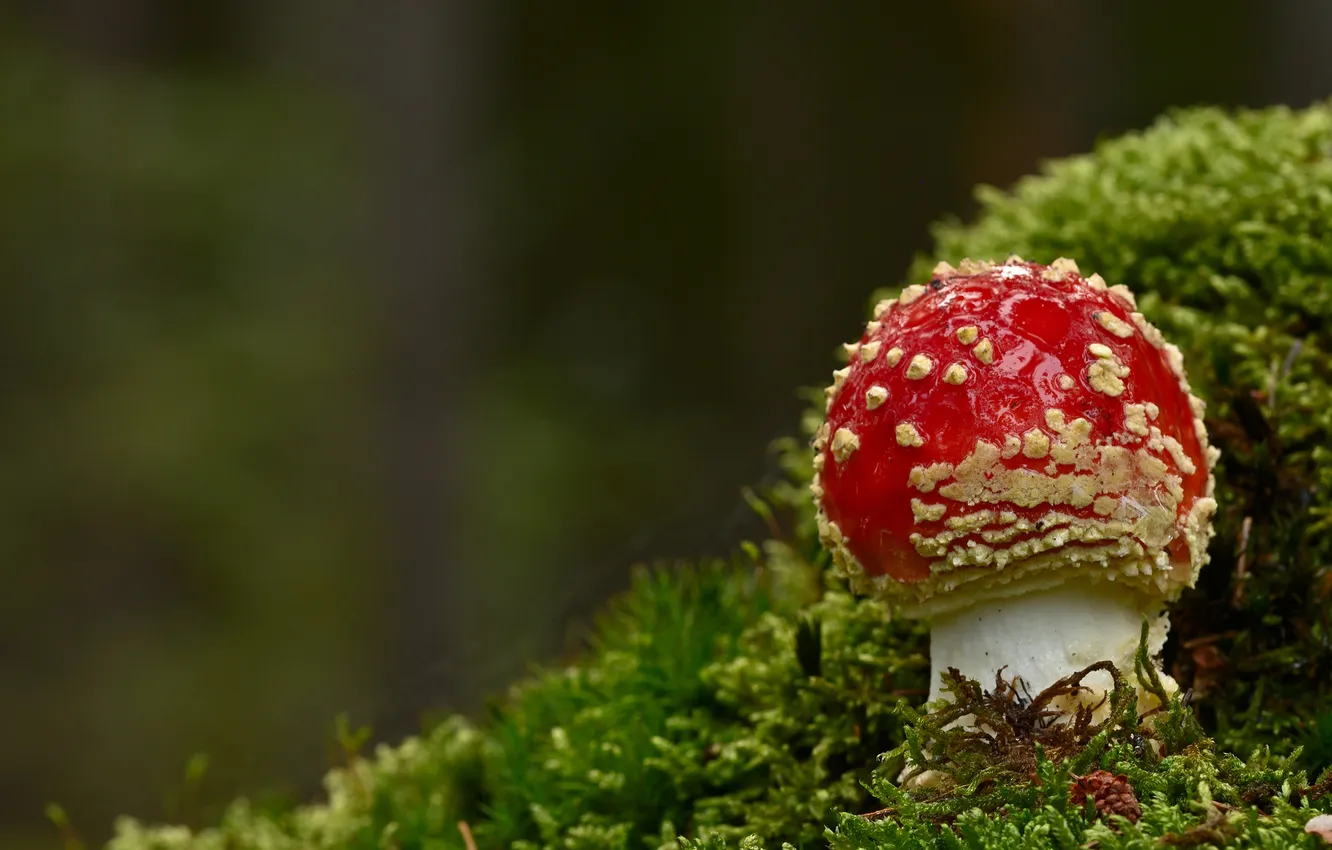 Photo wallpaper nature, mushrooms, moss, mushroom