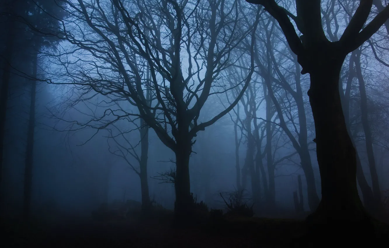 Photo wallpaper forest, trees, night, nature, fog
