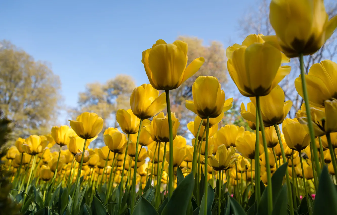 Photo wallpaper the sky, nature, spring, tulips