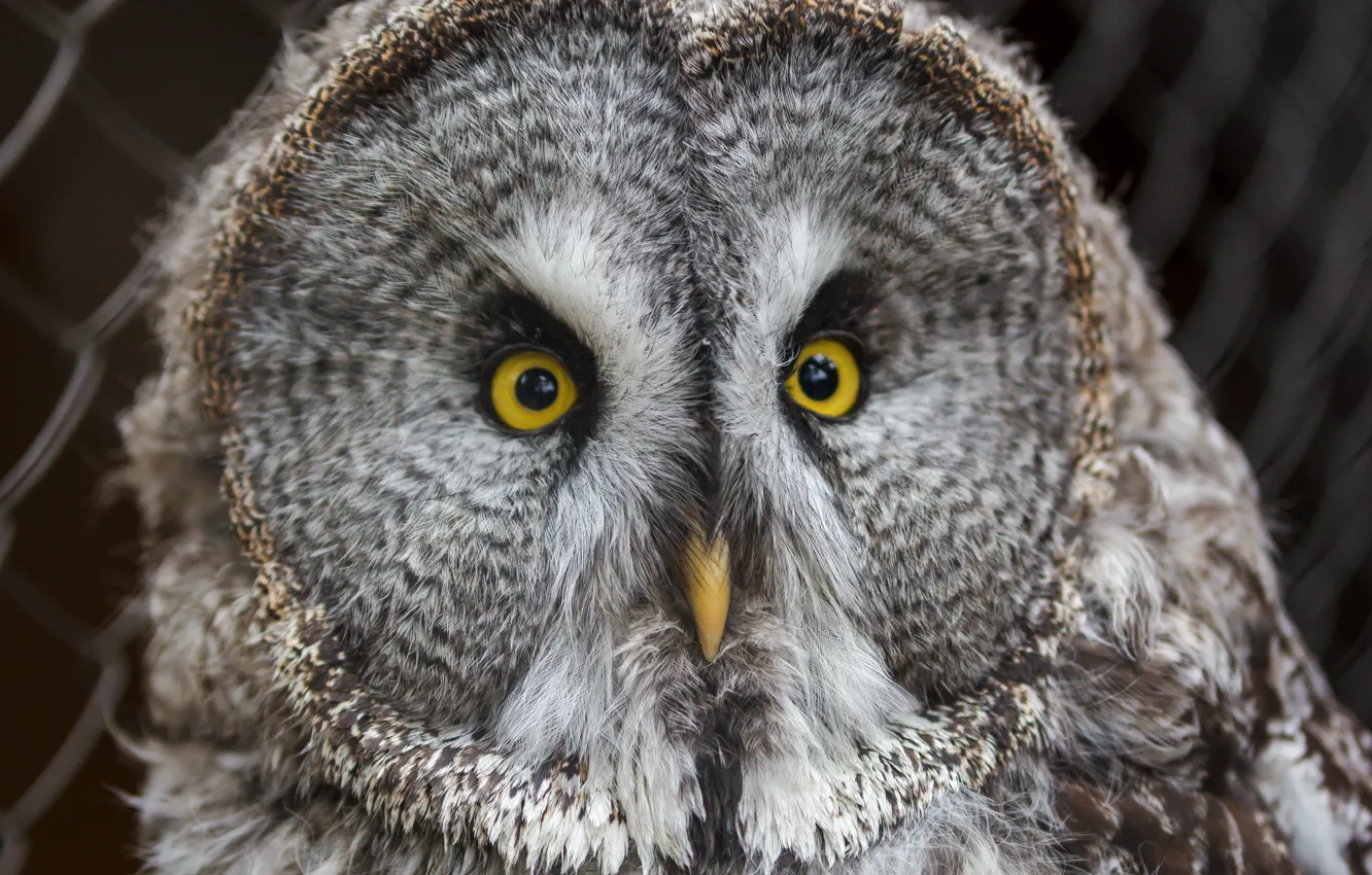 Photo wallpaper eyes, look, fear, animal, owl, bird, feathers, beak