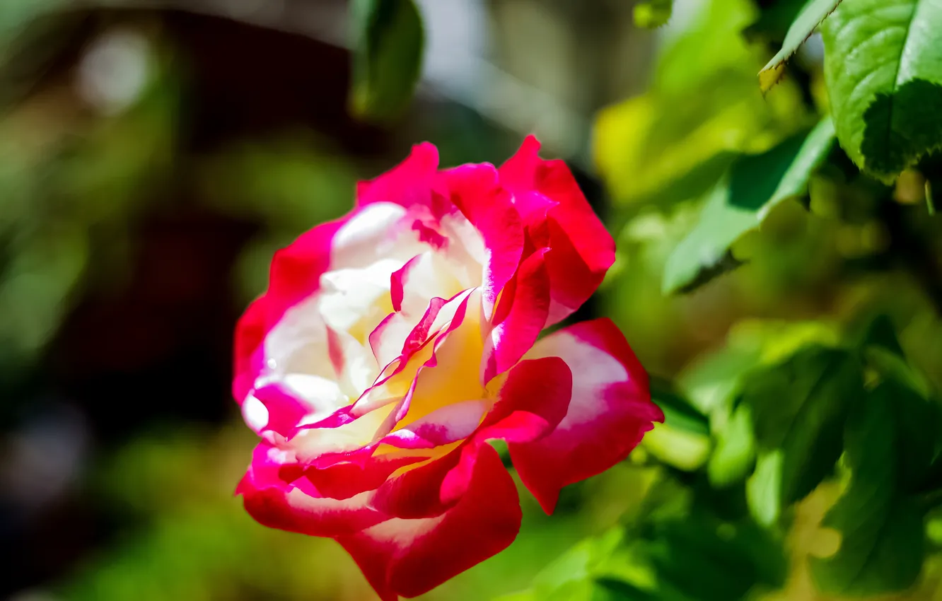 Photo wallpaper rose, petals, bokeh
