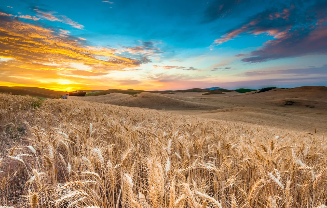 Photo wallpaper the sky, clouds, sunset, rye, slope, spikelets