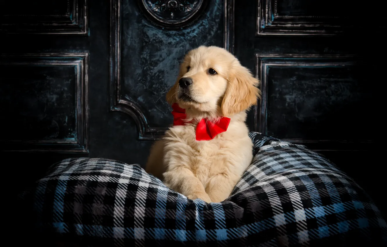 Photo wallpaper background, each, dog, baby