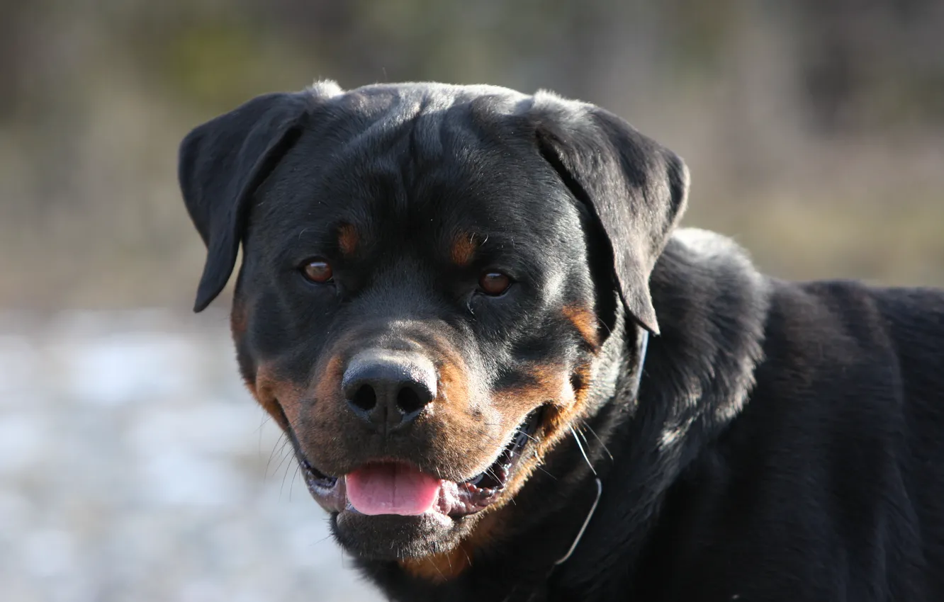 Photo wallpaper dog, fangs, grin
