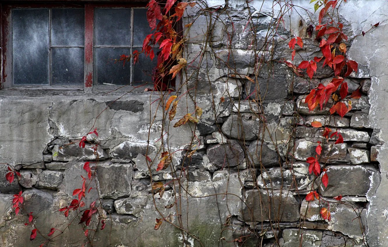 Photo wallpaper wall, home, window