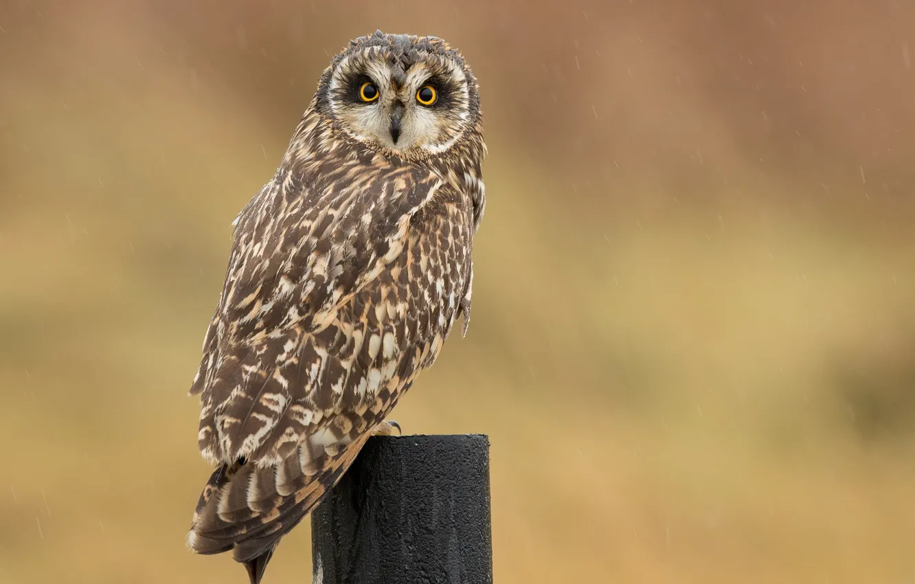 Photo wallpaper snow, background, owl, bird, posts, bokeh
