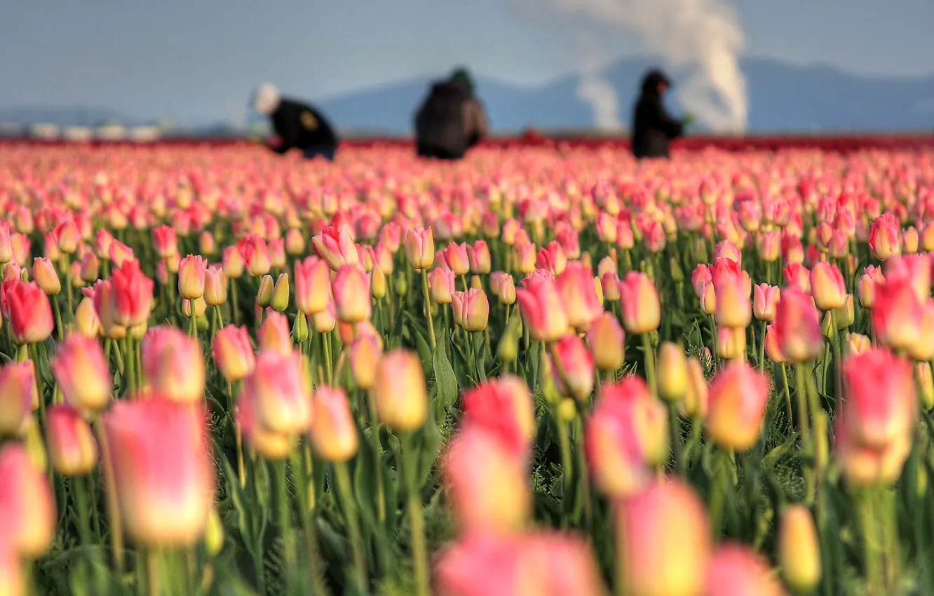 Photo wallpaper field, the sky, flowers, people, spring, silhouette, tulips, pink