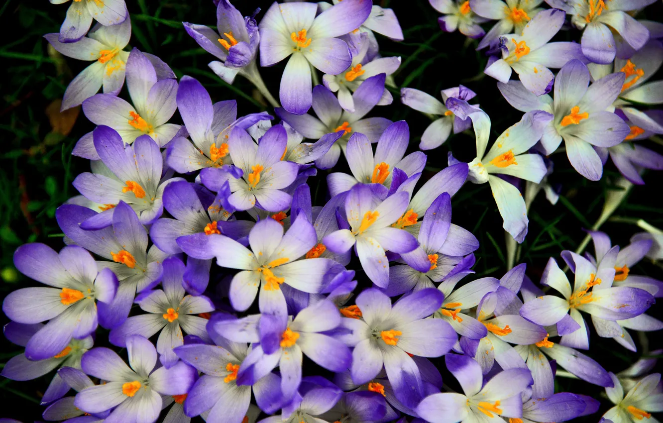 Photo wallpaper flowers, spring, crocuses