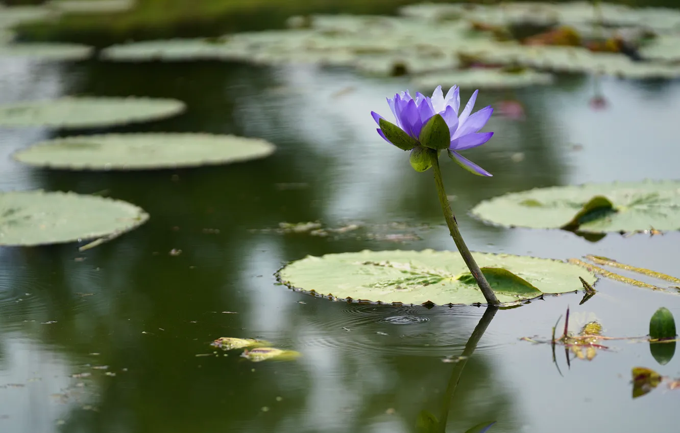 Photo wallpaper flower, leaves, water, lake, lilac, pond, Nymphaeum, water Lily