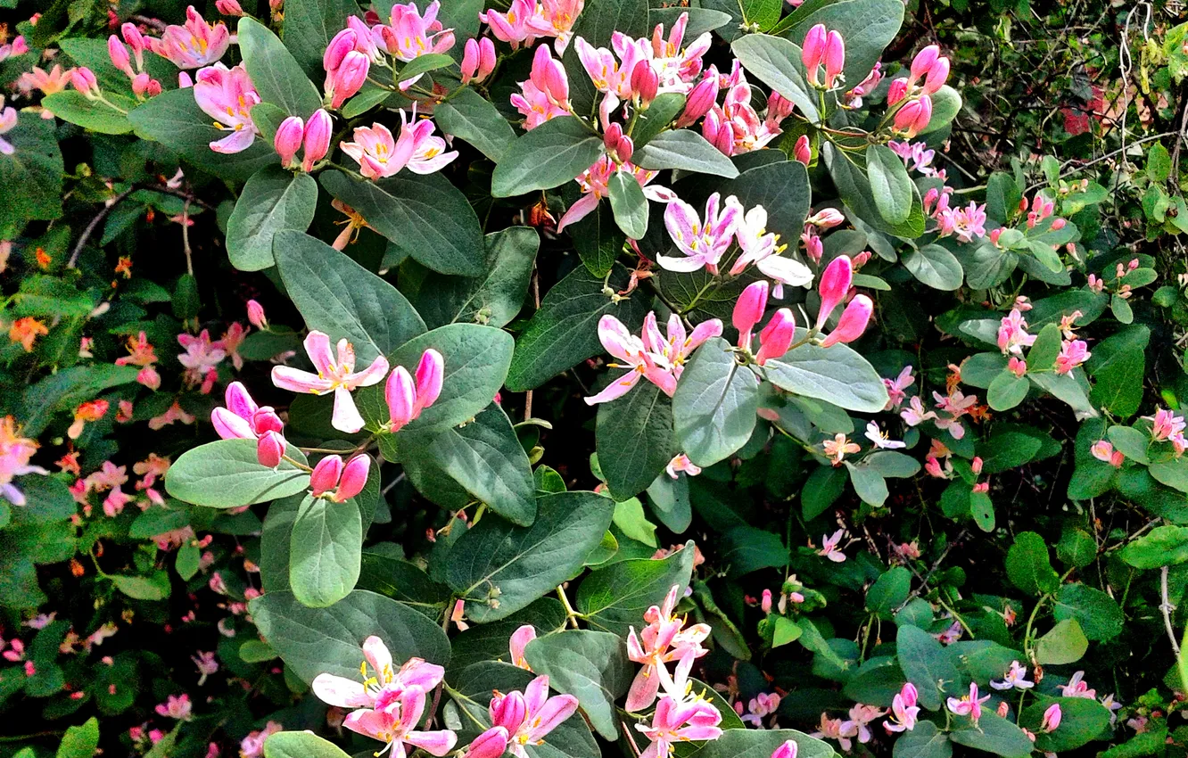 Photo wallpaper plant, May 2025, The end of spring, Tatar honeysuckle
