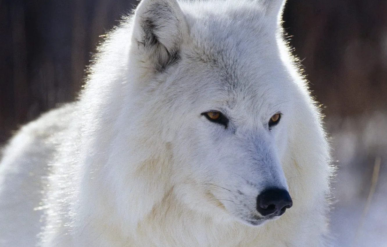 Photo wallpaper Predator, nature, animal, wolf, wildlife, Lobo, portrait., animal themes