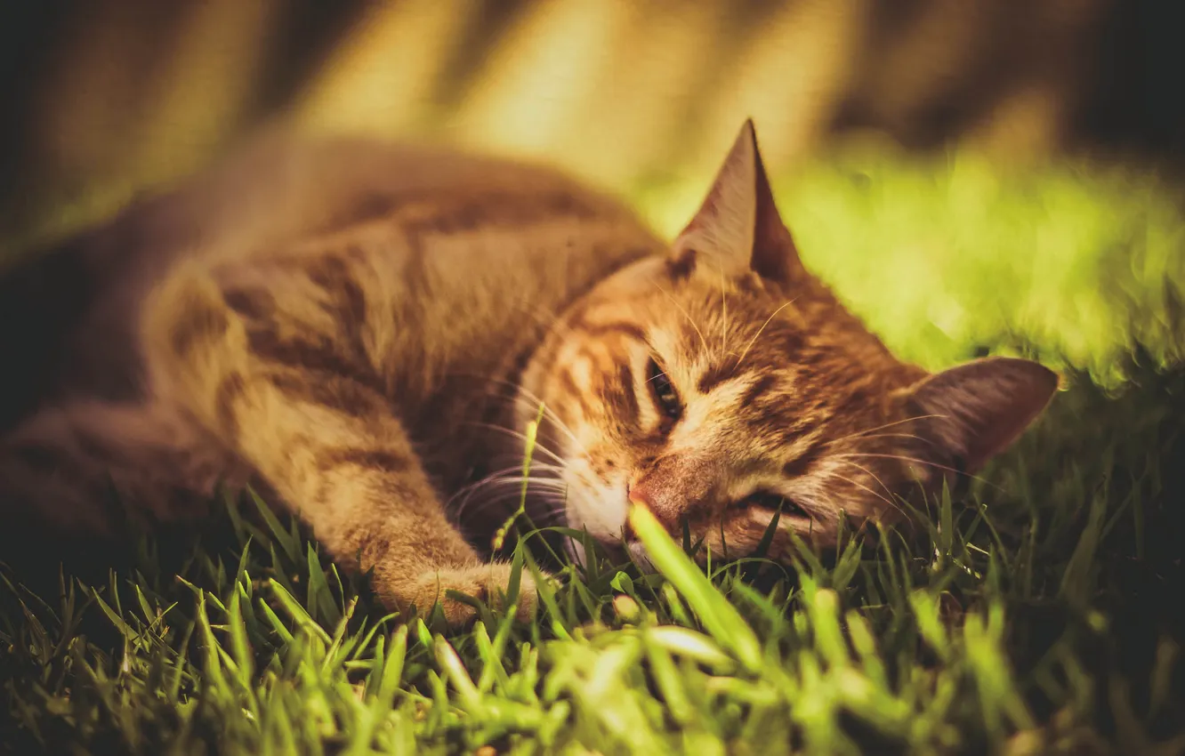 Photo wallpaper grass, cat, Koshak, red, Tomcat