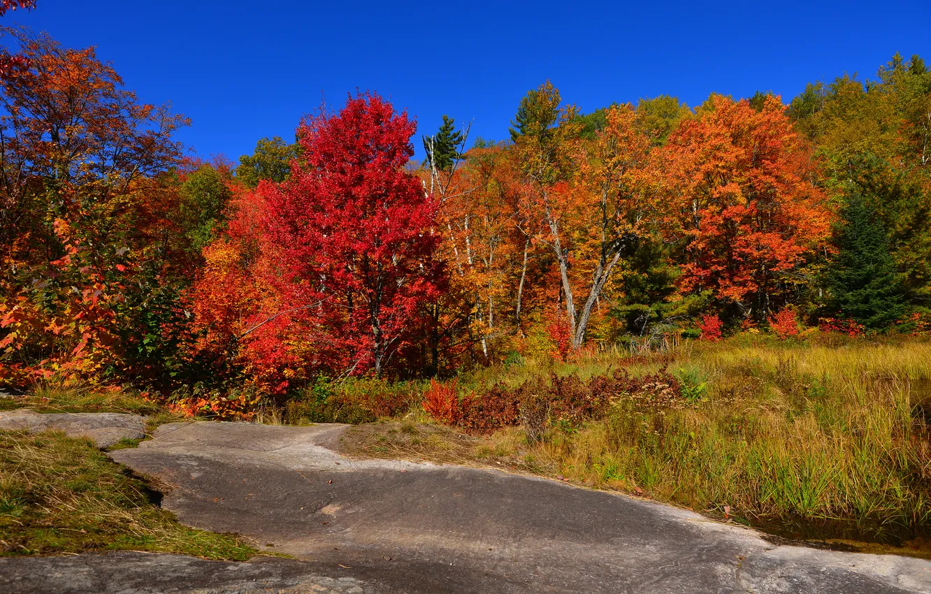 Photo wallpaper autumn, forest, the sky, grass, trees, rocks
